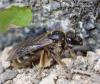 Lasioglossum sp.